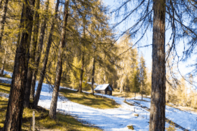 ANGEBOTE Winter Lärchenwald Reither Auland mit erstem Schnee (1)